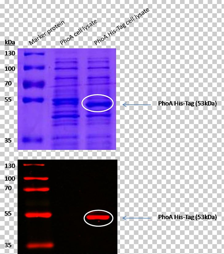 Alkaline Phosphatase SDS-PAGE Polyacrylamide Gel Electrophoresis Polyhistidine-tag PNG, Clipart, Alkaline Phosphatase, Angle, Area, Blot, Brand Free PNG Download