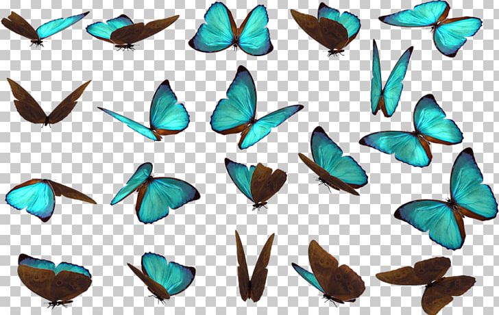 Butterfly Drawing PNG, Clipart, Art, Artwork, Butterfly, Clip Art, Cover Book Free PNG Download