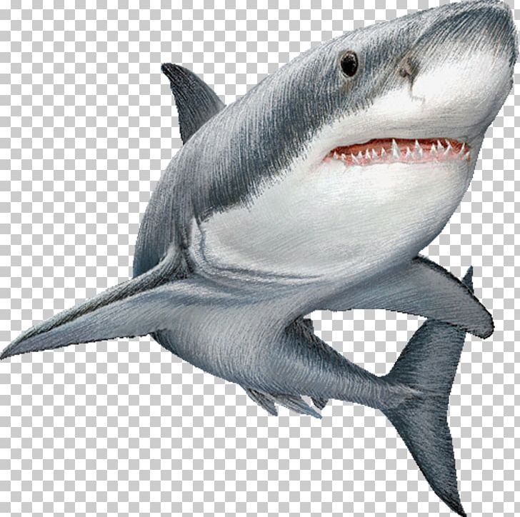 Great White Shark Illustration PNG, Clipart, Alx, Animal, Animals, Carcharhiniformes, Carcharodon Free PNG Download