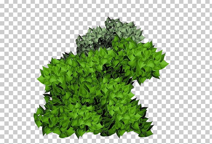 Shrub Plant PNG, Clipart, Architecture, Art, Evergreen, Follaje, Grass Free PNG Download