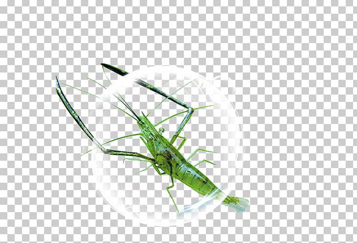 Grasshopper Palinurus Shrimp PNG, Clipart, Animal, Animals, Arthropod, Cartoon Lobster, Copyright Free PNG Download
