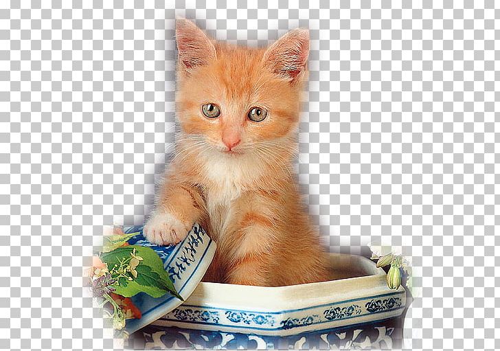 Kitten Greeting European Shorthair Guestbook Domestic Short-haired Cat PNG, Clipart, Animals, Carnivoran, Cat Like Mammal, Domestic Short Haired Cat, Domestic Shorthaired Cat Free PNG Download