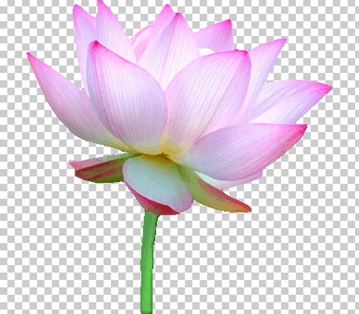 Nelumbo Nucifera Flower Euclidean PNG, Clipart, Aquatic Plant, Bud, Computer Icons, Cut Flowers, Flowers Free PNG Download
