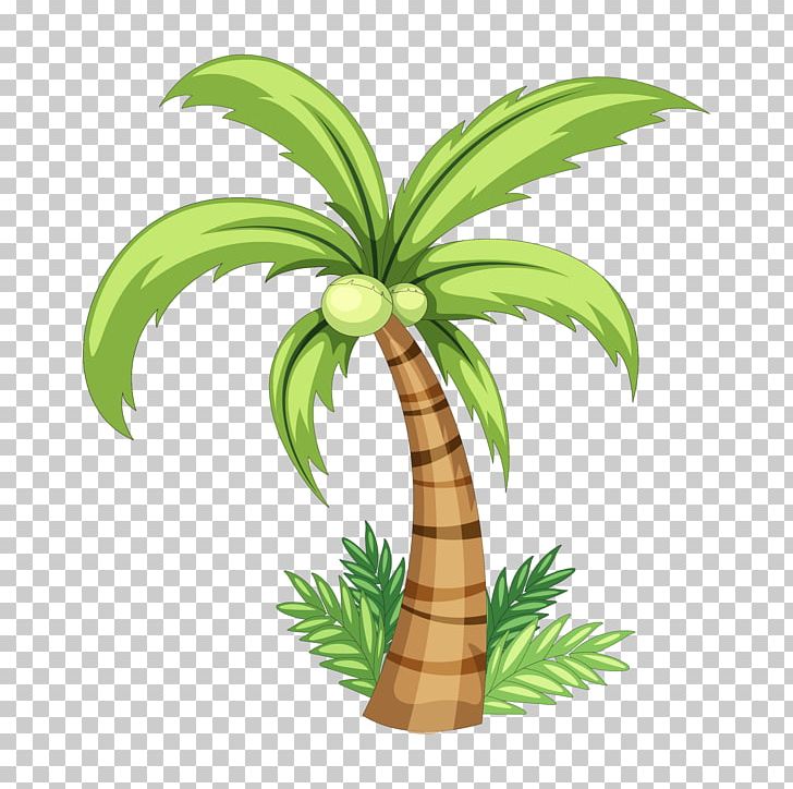 Coconut Drawing PNG, Clipart, Arecaceae, Arecales, Big Picture, Christmas Tree, Coconut Trees Free PNG Download