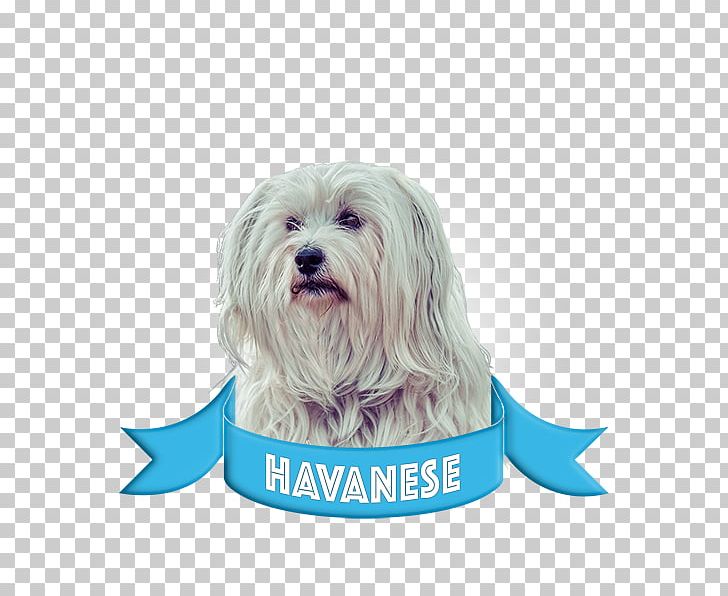 Havanese Dog Jack Russell Terrier Boston Terrier Sunscreen French Bulldog PNG, Clipart, Boston Terrier, Carnivoran, Companion Dog, Coton De Tulear, Dandie Dinmont Terrier Free PNG Download