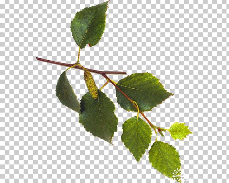 Leaf Plant Stem Branch PNG, Clipart, Author, Birch, Branch, Flower, Herb Free PNG Download