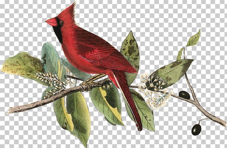 The Birds Of America Painting National Audubon Society Northern Cardinal PNG, Clipart, Animals, Art, Beak, Bird, Birds Of America Free PNG Download