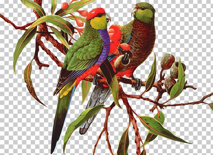 Bird Amazon Parrot PNG, Clipart, Amazon Parrot, Animal, Art, Asuka, Beak Free PNG Download