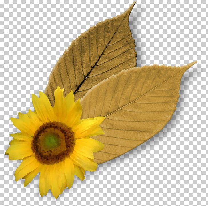 Common Sunflower Leaf Petal PNG, Clipart, Common Sunflower, Daisy Family, Deciduous, Flower, Flowers Free PNG Download