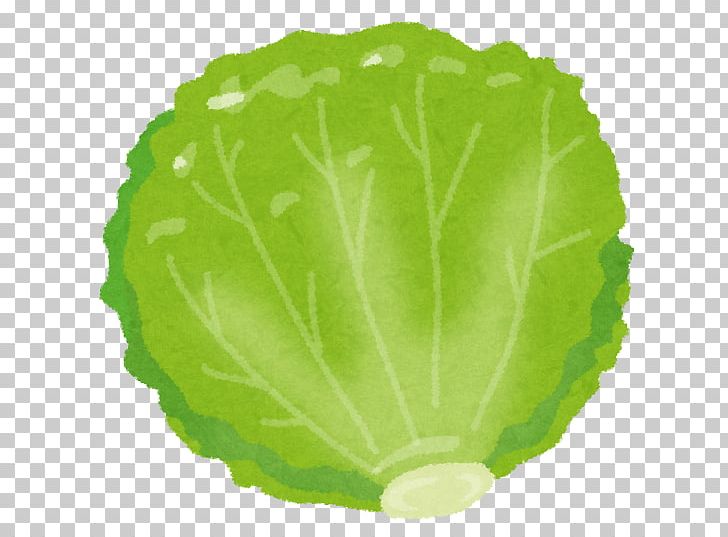 Red Leaf Lettuce Food Vegetable Nutrition PNG, Clipart, Budi Daya, Cabbage, Carrot, Clipart, Collard Greens Free PNG Download