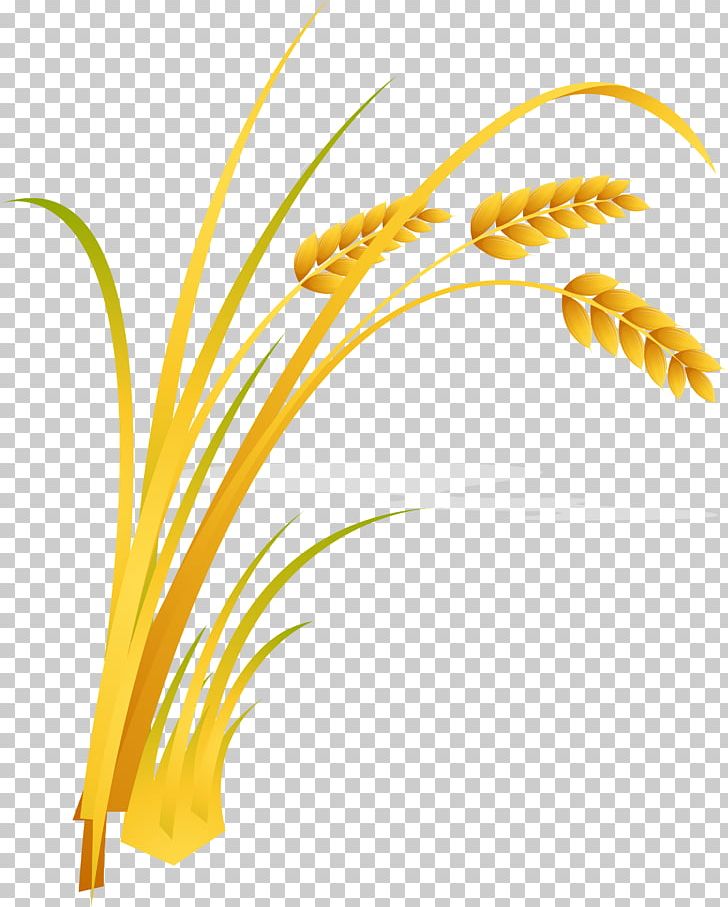 Rice Cartoon PNG, Clipart, Agriculture, Brown Rice, Caryopsis, Ears Of Corn, Feather Free PNG Download