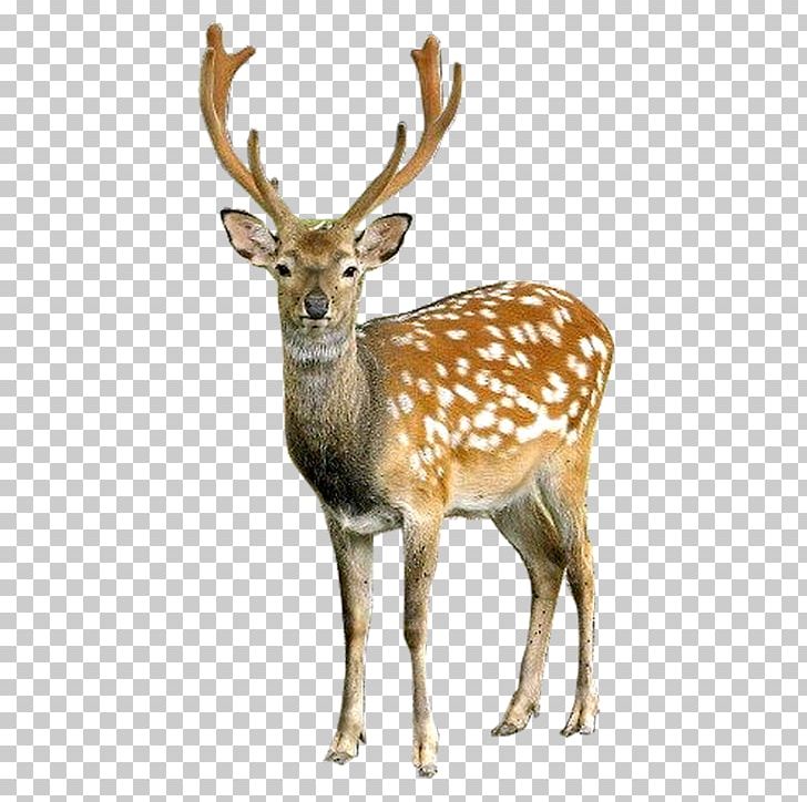 Deer Portable Network Graphics Open PNG, Clipart, Animals, Antler, Camera, Computer Icons, Deer Free PNG Download