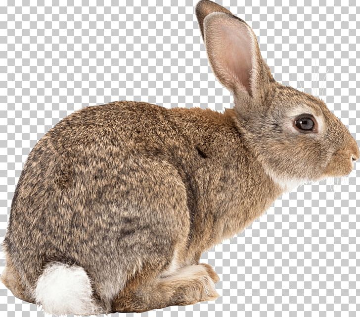 Flemish Giant Rabbit Easter Bunny Californian Rabbit Angora Rabbit Hare PNG, Clipart, Animal, Animals, Biodiversidad, Cute, Day Free PNG Download