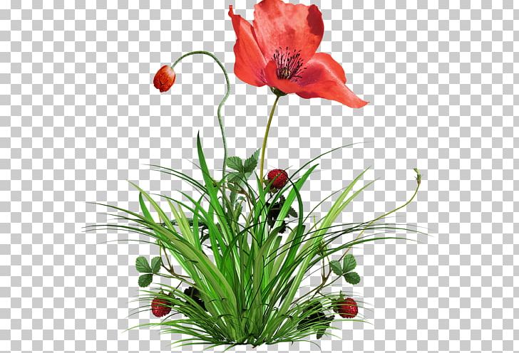 Flower Bouquet Poppy PNG, Clipart, Anemone, Birthday, Clip Art, Coquelicot, Cut Flowers Free PNG Download