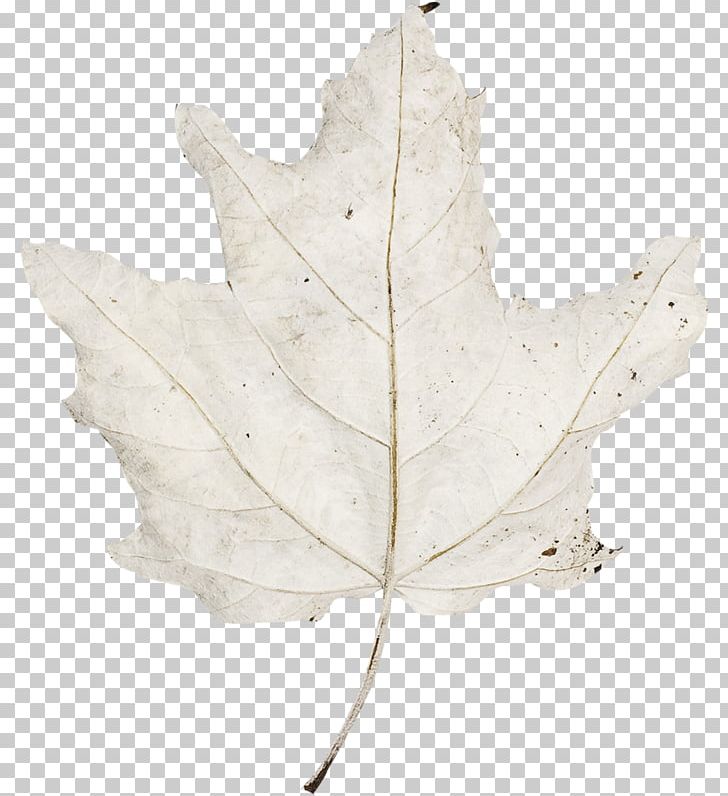 Maple Leaf PNG, Clipart, Leaf, Maple, Maple Leaf, Plant, Tree Free PNG Download