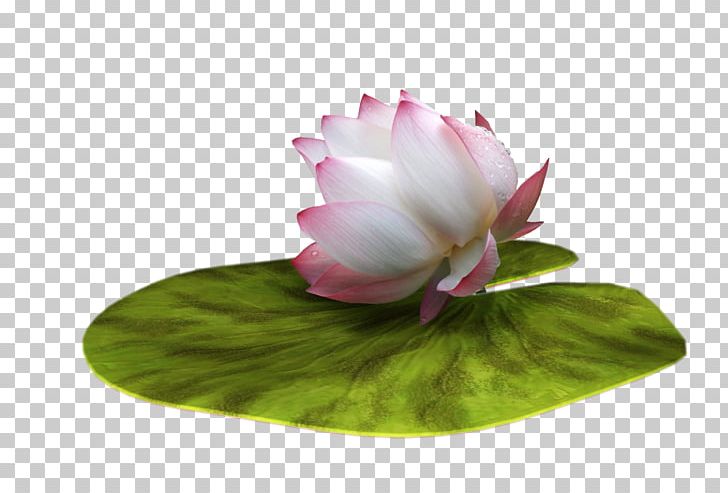 Nelumbo Nucifera Ping Lotus Effect PNG, Clipart, Computer Icons, Download, Flower, Flowering Plant, Information Free PNG Download