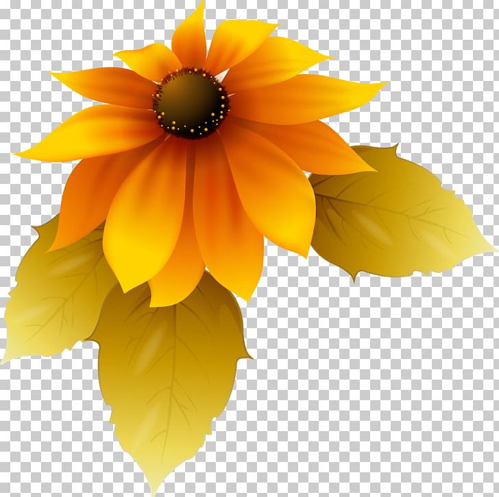 Petal PNG, Clipart, Daisy Family, Flower, Flowering Plant, Miscellaneous, Orange Free PNG Download