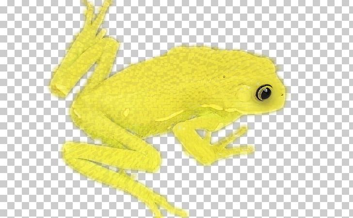 Tree Frog True Frog Toad Yellow PNG, Clipart, Amphibian, Animal, Animals, Digital, Fauna Free PNG Download