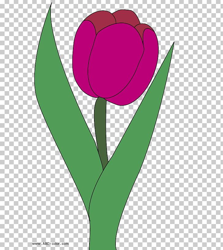 Tulip Drawing PNG, Clipart, Clip Art, Color, Cover, Desktop Wallpaper, Digital Image Free PNG Download