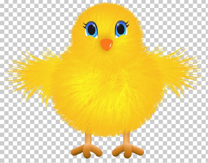Yellow-hair Chicken PNG, Clipart, Beak, Bird, Chicken, Clipart, Computer Icons Free PNG Download