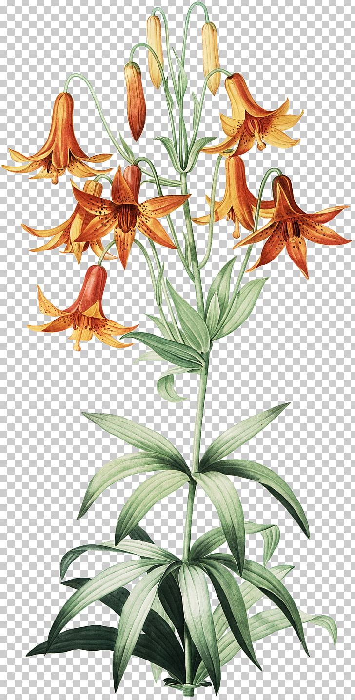 Canada Lily Martagon Lily Turk's-cap Lily Madonna Lily Botanical Illustration PNG, Clipart,  Free PNG Download