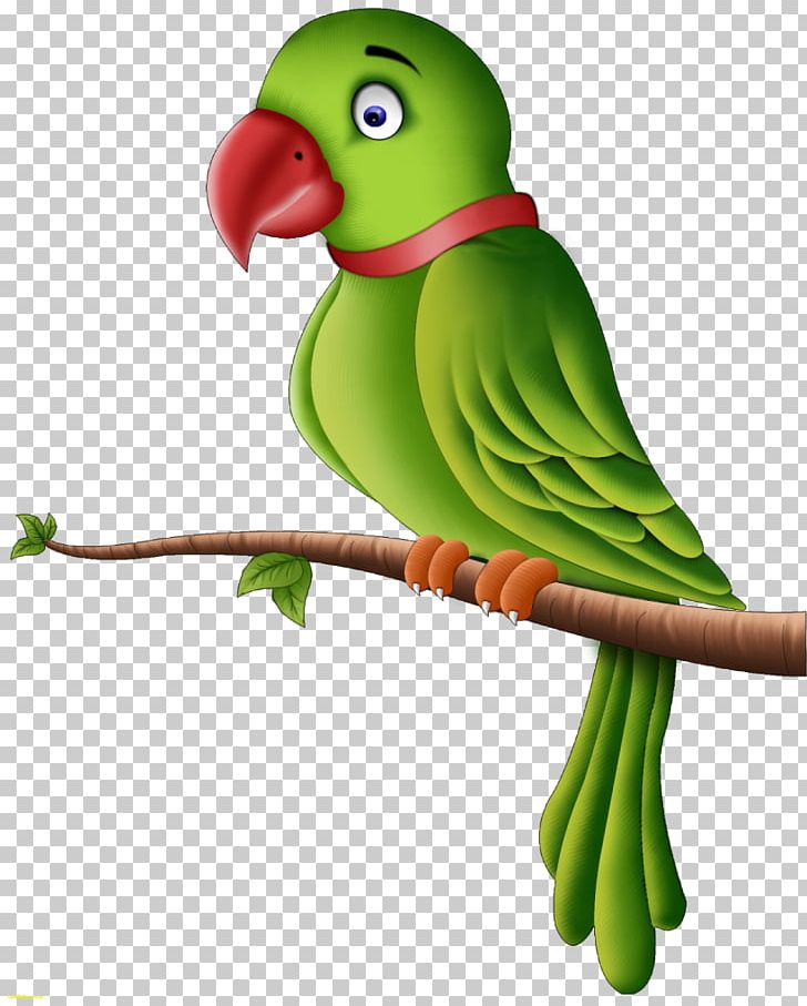 Parrot Budgerigar Vertebrate Desktop PNG, Clipart, Animal, Animals, Beak, Bird, Budgerigar Free PNG Download