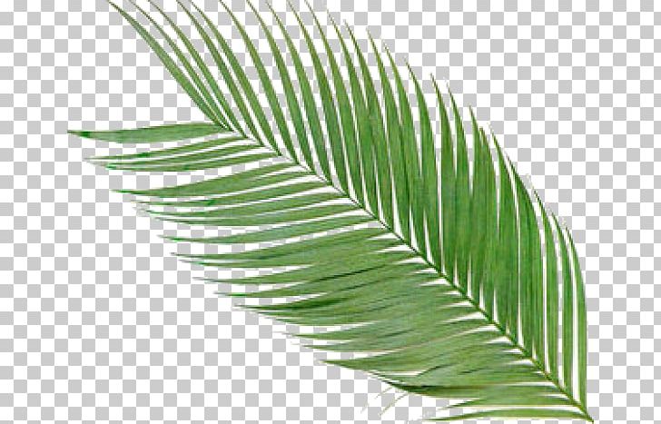 Arecaceae Frond Palm Branch PNG, Clipart, Arecaceae, Arecales, Clip Art, Desktop Wallpaper, Feather Free PNG Download