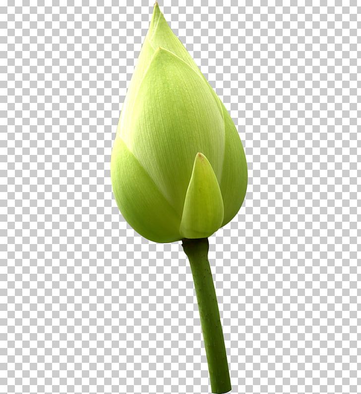 Бутон Bud File Formats PNG, Clipart, Alismatales, Arum, Bud, Calendar Date, Flower Free PNG Download