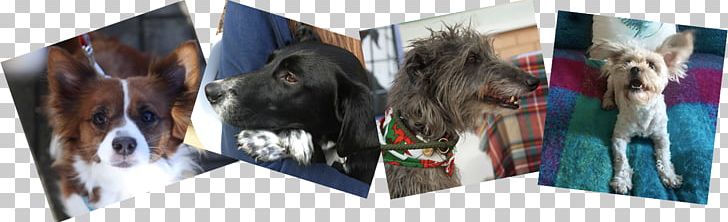 Dog Breed Veterinarian Animal Shelter Animal Rescue Group PNG, Clipart, Animal, Animal Rescue Group, Animal Shelter, Brand, Breed Free PNG Download