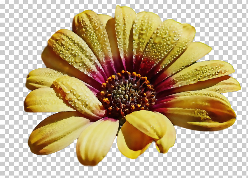 Floral Design PNG, Clipart, Chrysanthemum, Common Daisy, Cut Flowers, Dahlia, Floral Design Free PNG Download