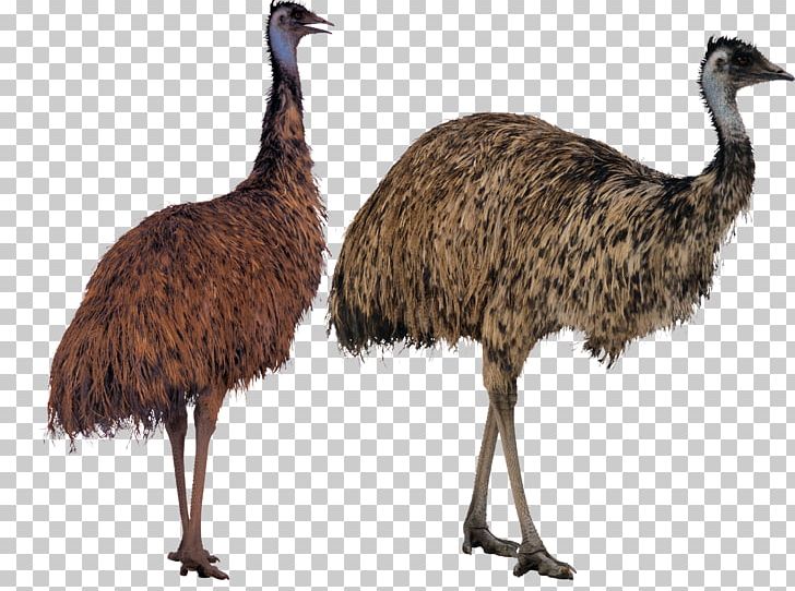 Common Ostrich Bird Emu Lotion Cassowary PNG, Clipart, Animal, Animation, Anime Character, Anime Girl, Beak Free PNG Download
