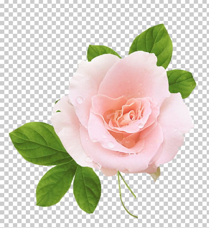 Garden Roses Cabbage Rose Floribunda Cut Flowers Petal PNG, Clipart, Cabbage Rose, Cut Flowers, Floribunda, Flower, Flowering Plant Free PNG Download