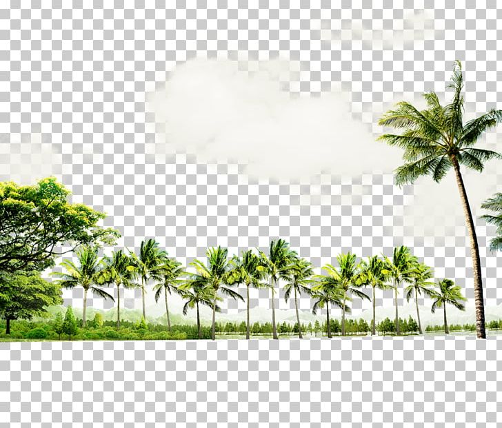 Ocean Beach Seaside Resort PNG, Clipart, Area, Beach, Black Forest, Blurry, Branches Free PNG Download