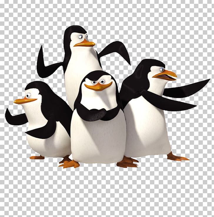 Penguin Antarctica Madagascar DreamWorks Animation PNG, Clipart,  Free PNG Download