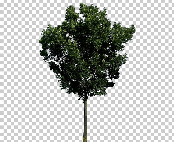Portable Network Graphics Tree JPEG PNG, Clipart, Branch, Computer Icons, Drawing, Evergreen, Fir Free PNG Download