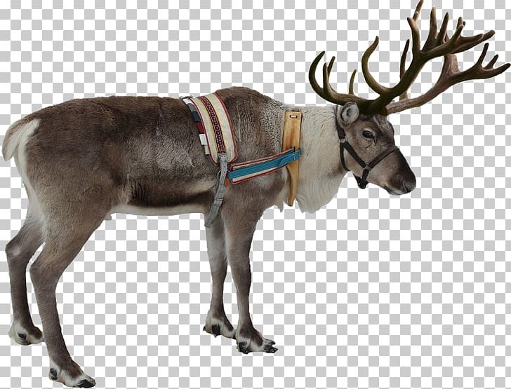 Rudolph Reindeer Santa Claus Christmas PNG, Clipart, Animal, Animals, Antler, Cartoon Donkey, Christ Free PNG Download