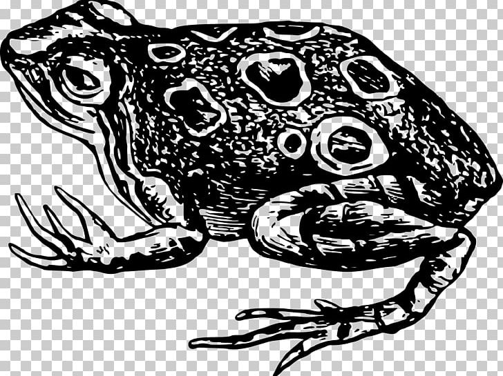 Toad Frog Amphibian Black And White PNG, Clipart, Animals, Art, Cute Frog, Drawing, Food Free PNG Download