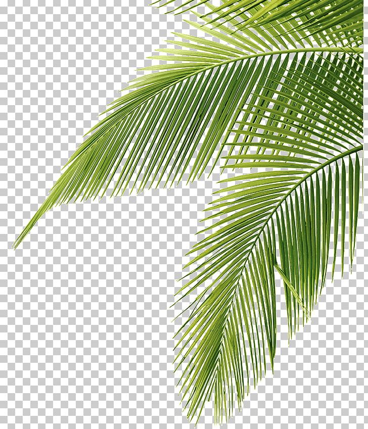 Arecaceae Leaf Coconut PNG, Clipart, Arecaceae, Arecales, Borassus Flabellifer, Clip Art, Coconut Free PNG Download