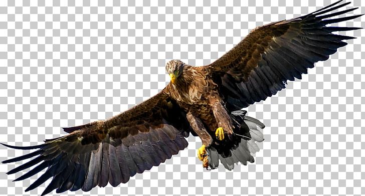 Bird Of Prey Bald Eagle PNG, Clipart, Accipitriformes, Adler, Animals, Bald Eagle, Beak Free PNG Download