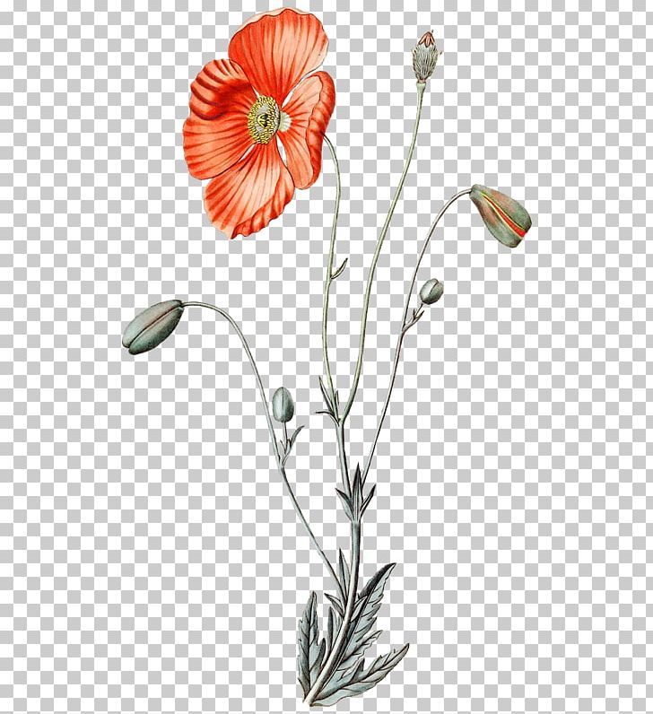 Cut Flowers Cartoon Illustration Floral Design PNG, Clipart, Botanical, Cartoon, Common Poppy, Coquelicot, Cut Flowers Free PNG Download