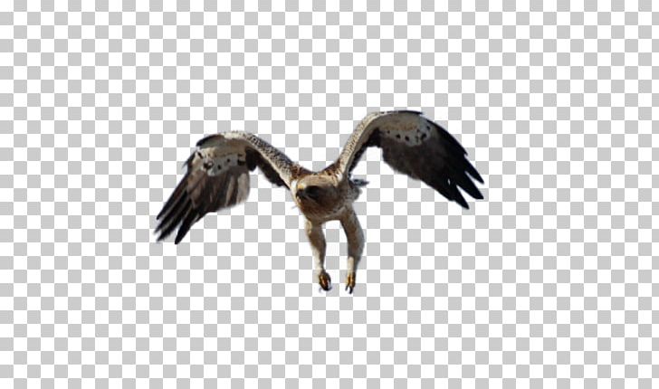 Eagle Vulture Fauna Wildlife Beak PNG, Clipart, Accipitriformes, Animals, Beak, Bird, Bird Of Prey Free PNG Download