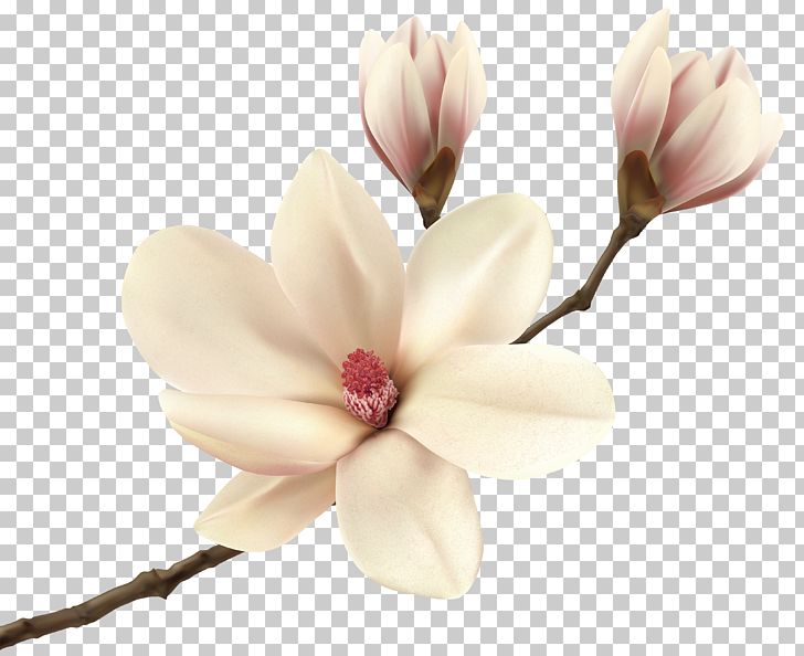 Southern Magnolia Flower Magnolia Fraseri Tree Floristry PNG, Clipart, Best Friends Forever, Blossom, Clipart, Computer Wallpaper, Family Free PNG Download