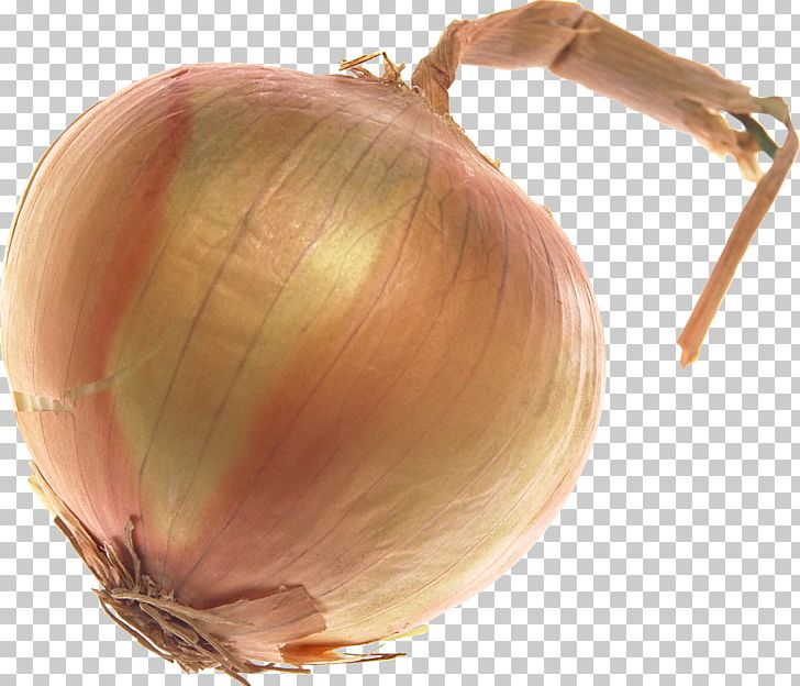 Yellow Onion Shallot PNG, Clipart, Allium Fistulosum, Download, Food, Free, Image File Formats Free PNG Download