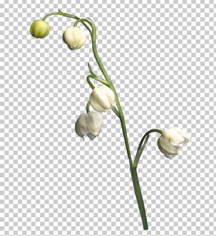 Cut Flowers Bud Plant Stem PNG, Clipart, 1213, 1920, 2010, Branch, Bud Free PNG Download
