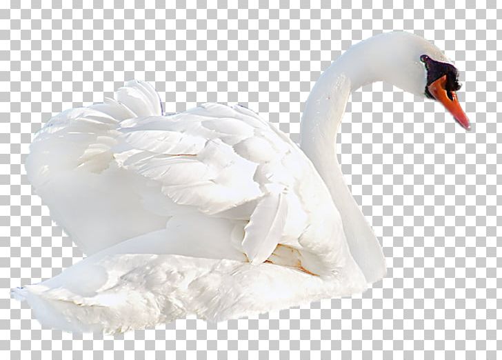 Cygnini Duck Bird PNG, Clipart, Animal, Animals, Animals Goose, Asuka, Beak Free PNG Download