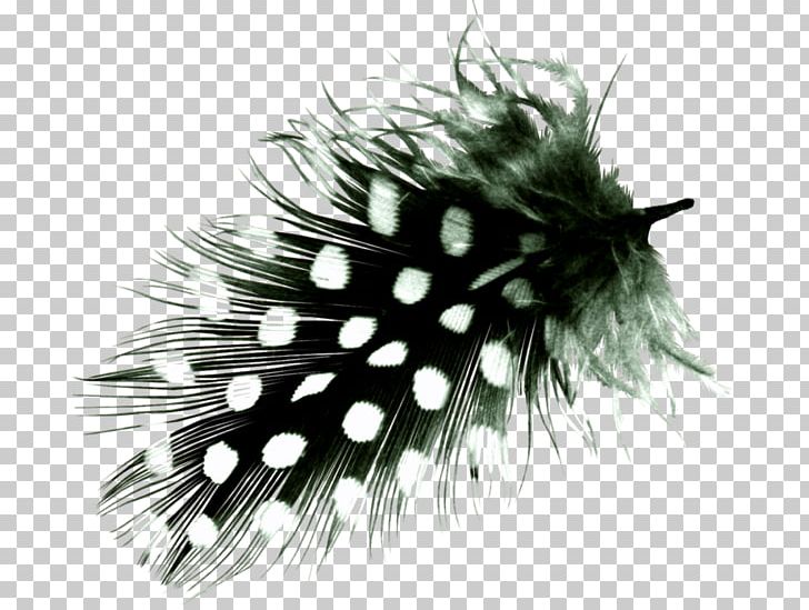 White Feather Bird Hair PNG, Clipart, Animal, Animals, Bird, Black And White, Deco Free PNG Download