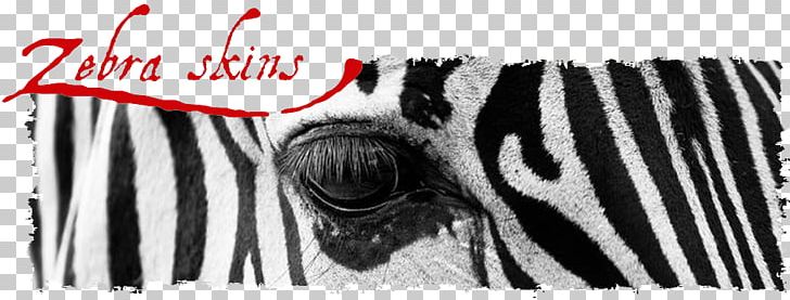 Zebra Black And White In Captivity Zoo PNG, Clipart, Animal, Black, Black And White, Brand, Color Free PNG Download