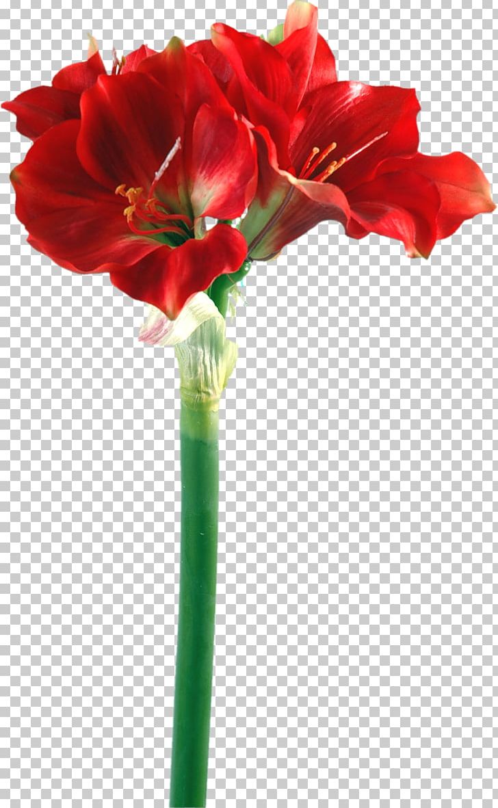 Amaryllis Iris Germanica Bulb Flower Lilium PNG, Clipart, Accessories, Accessories Vector, Amaryllis Belladonna, Amaryllis Family, Antique Free PNG Download