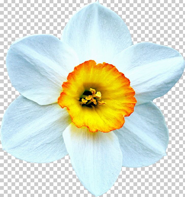 Daffodil Narcissus Flower Bulb Hyacinth PNG, Clipart, Amaryllidaceae, Amaryllis Family, Beautiful Narcissus, Blossom, Bulb Free PNG Download