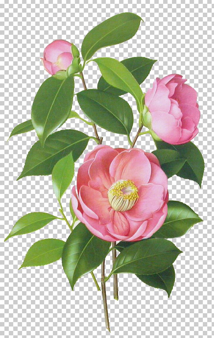 Japanese Camellia Drawing Watercolor Painting Botanical Illustration PNG, Clipart, Art, Botanical Illustration, Branch, Camellia, Camellia Sasanqua Free PNG Download